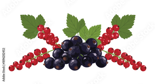 fresh harvest of red and black currants with green leaves forms a decorative arrangement of healthy summer berries.