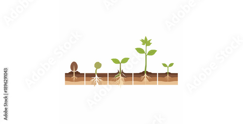 Seed germination and plant growth stages vector illustration with soil cutaway view