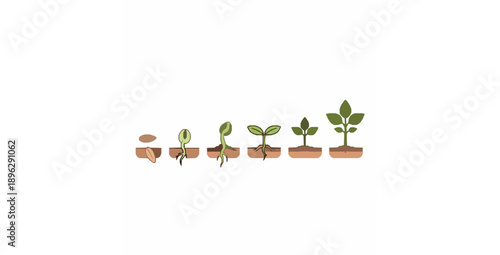 Plant growth stages vector diagram showing seed germination sprout seedling and sapling process