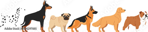 Popular Dog Breeds Vector Set – Side View Pet Collection Illustration