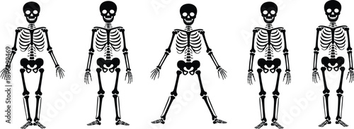 Skeleton character illustration, Halloween bone artwork, spooky anatomy design, cartoon skull figure, creepy posture vector, scary skeleton silhouette, festive decoration graphic