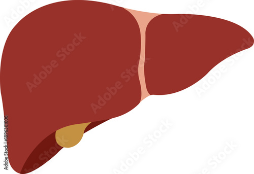 Flat vector illustration of a healthy human liver with gallbladder. Anatomical organ design for medical education, healthcare infographics, and biology diagrams.