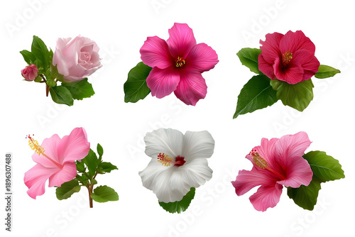 Set of tropical hibiscus bouquets isolated on white background