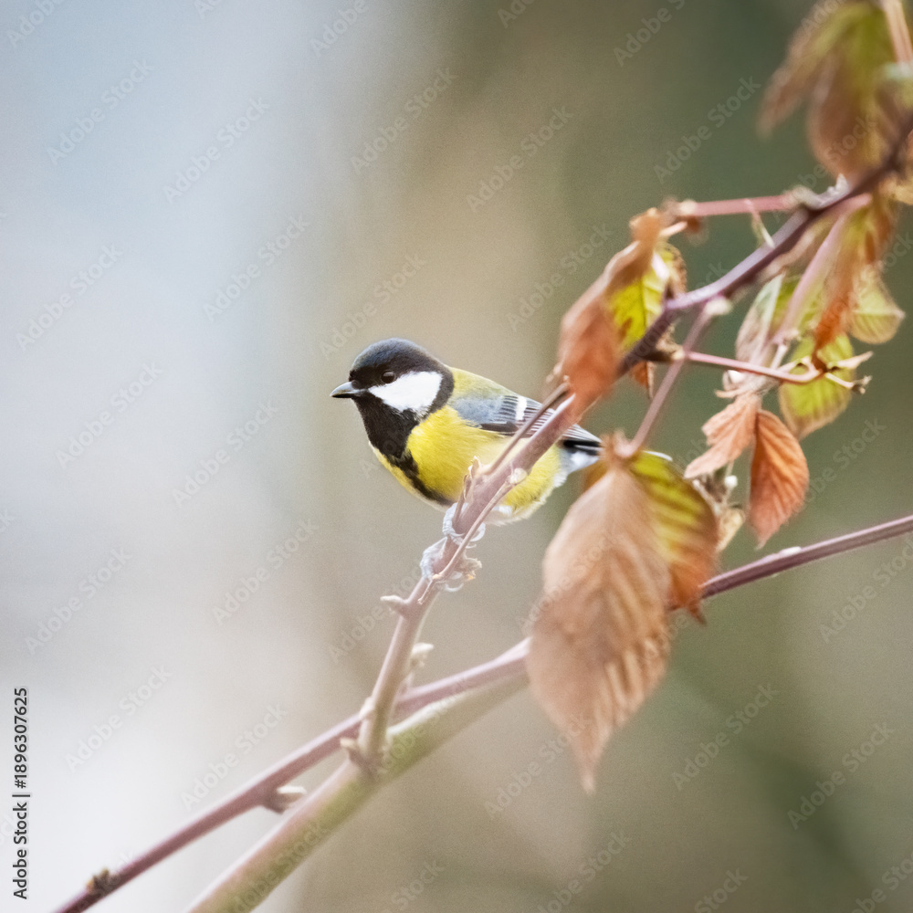 Fototapeta premium A great tit (Parus major) perched
