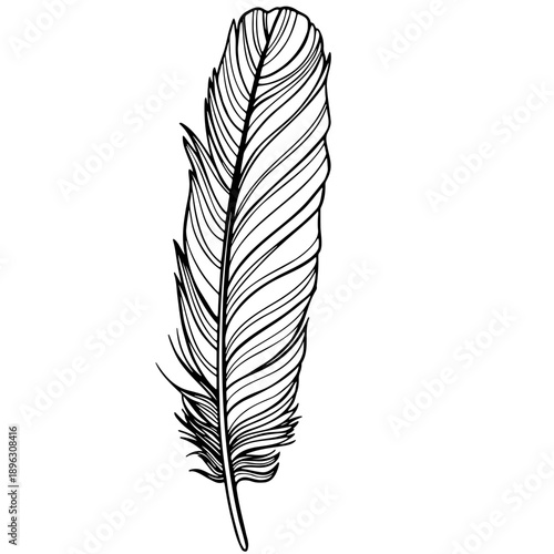 outline realistic feather