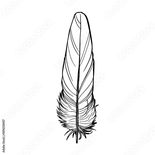 outline realistic feather