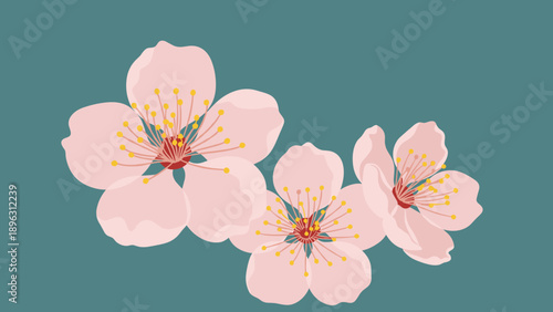 Beautiful vector illustration of three pink cherry blossoms with yellow stamens set against a dark teal background.