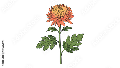 Detailed botanical illustration of an orange chrysanthemum flower with a green stem and textured leaves on a white background.
