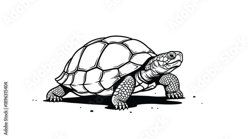 a detailed black and white drawing of a turtle a classic reptile silhouette