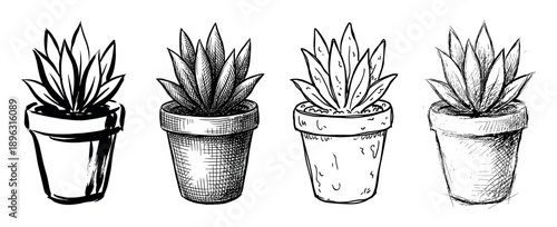 Four hand-drawn succulent plants in pots presented in a row, showcasing a variety of artistic sketch styles from bold ink lines to detailed cross-hatching and simple doodles