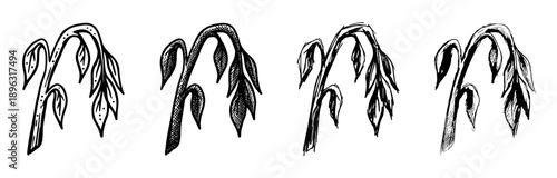 Set of four hand-drawn wilting plants with drooping leaves, illustrated in a black and white sketch style showing different graphic textures like dots and cross-hatching