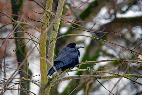 Saatkrähe sitzt auf einem Ast im winterlichen Baum mit natürlichem Hintergrund