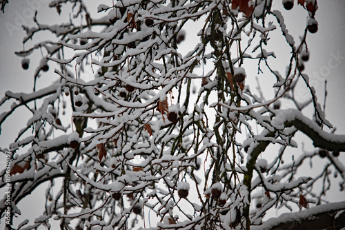Verschneite Baumkrone im Winter mit gefrorenen Früchten und Ästen vor grauem Himmel