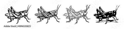 Four black and white grasshopper illustrations in a row, showcasing different graphic styles from simple line art and detailed hatching to a bold, high-contrast silhouette