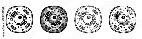 Set of four animal cell illustrations in different hand-drawn styles, including clean line art, engraving, and rough sketch, showing the biological structure with organelles
