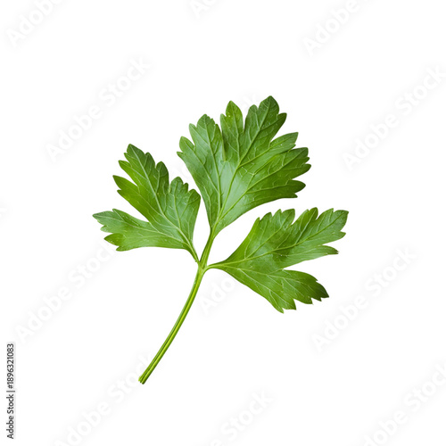 Fresh Green Parsley Leaf PNG - Isolated Organic Herb for Garnish & Cooking Design