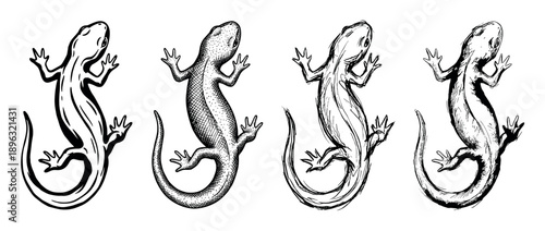 Set of four hand-drawn salamander illustrations in black ink, showcasing different sketch styles like clean line art, cross-hatching, and stippling from a top-down view