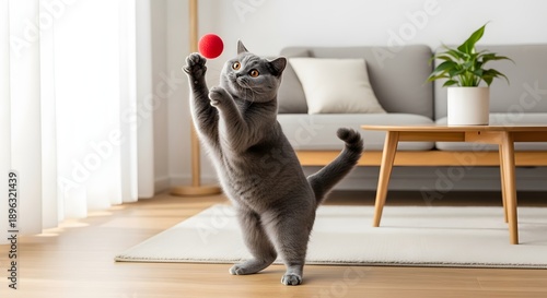 Wallpaper Mural Playful gray cat reaching for a red ball in a bright interior setting Torontodigital.ca
