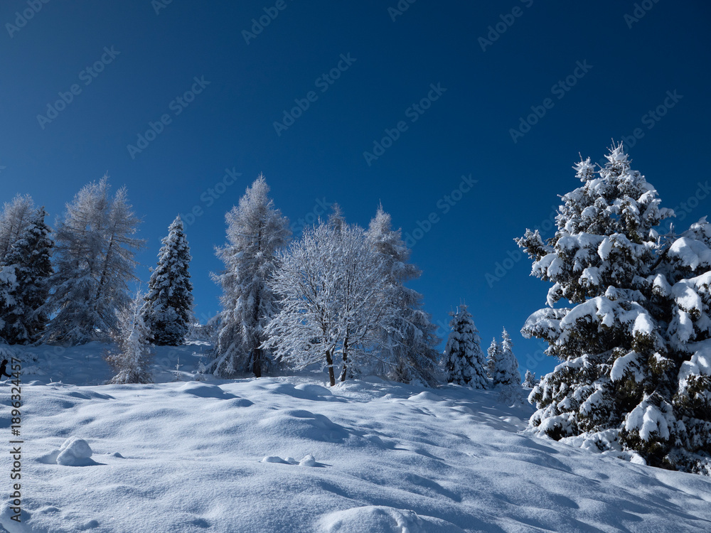Fototapeta premium Snow in the forest landscape in Winter. Snow-covered trees in the mountains with blue sky