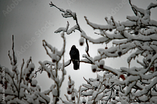 Silhouette einer Krähe auf einem verschneiten Ast gegen den grauen Winterhimmel