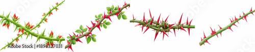 Thorny Rose Whip Green Vine with Sharp Red Thorns Isolated on