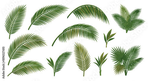 Collection of tropical palm leaves and foliage in various shapes and sizes, suggesting a natural and exotic botanical theme