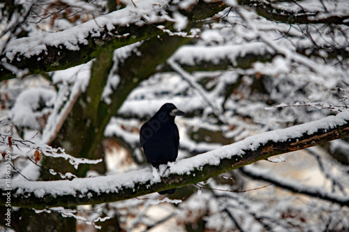 Schwarze Saatkrähe sitzt auf einem verschneiten Ast im Winterwald