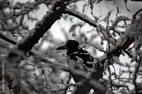 Schwarzer Rabenvogel zwischen verschneiten Zweigen im Winter