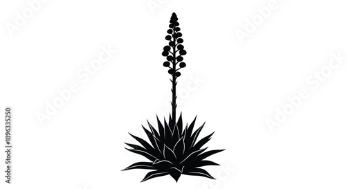 A striking silhouette of a flowering agave plant against a white background