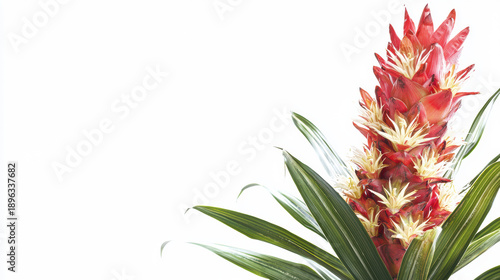 A vibrant bromeliad plant showcases its striking red bracts and delicate white flowers against a clean white background, creating a visually appealing floral image.