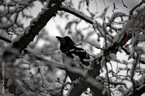 Schwarze Krähe sitzt auf verschneiten Ästen im Winterwald