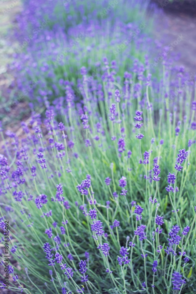 Naklejka premium Close-up of blooming lavender flowers in a lavender field, summer, industrial flower cultivation.