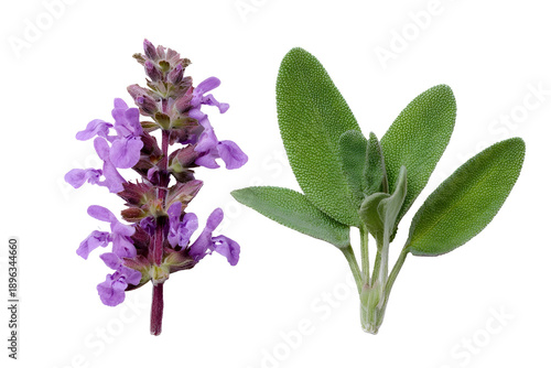 Set of sage flowers isolated on white background