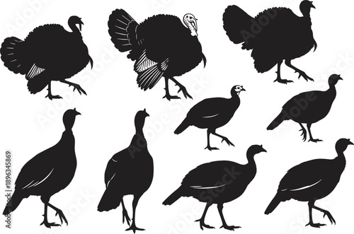 Silhouette comparison of turkeys and guinea fowls in various poses, ideal for ornithology, wildlife education, farm bird identification, and animal anatomy studies.