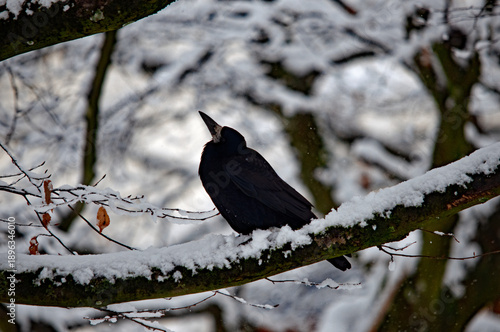 Schwarze Saatkrähe sitzt auf einem verschneiten Ast im Winterwald