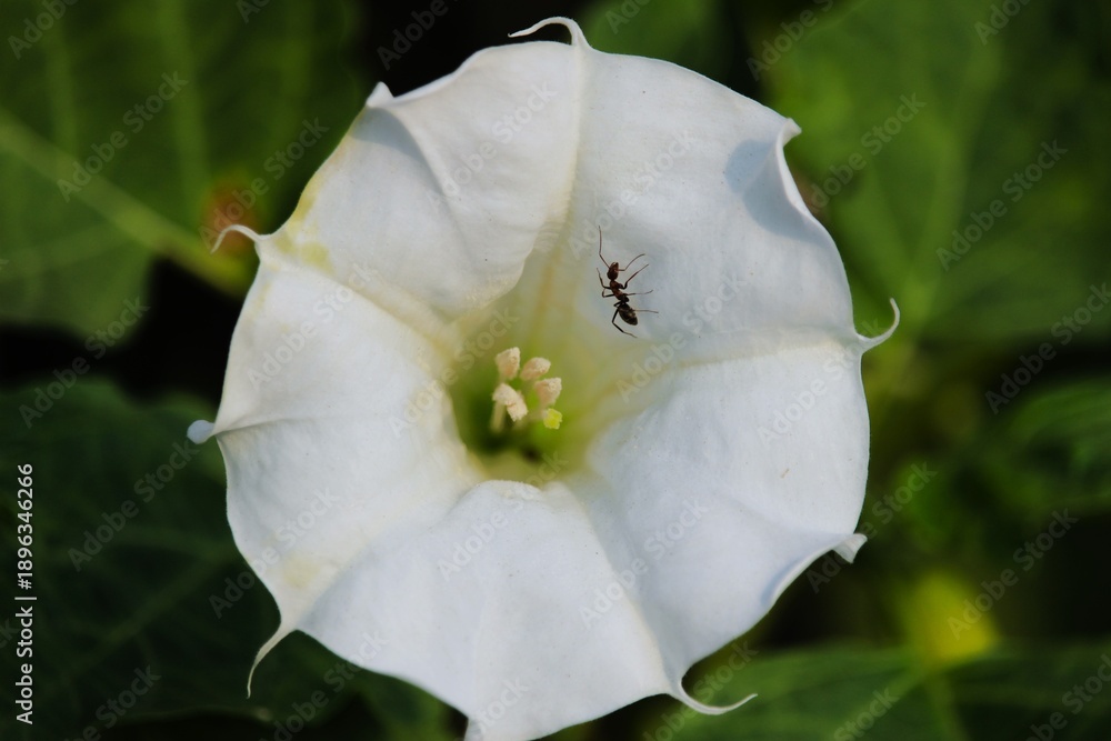 Obraz premium white flower