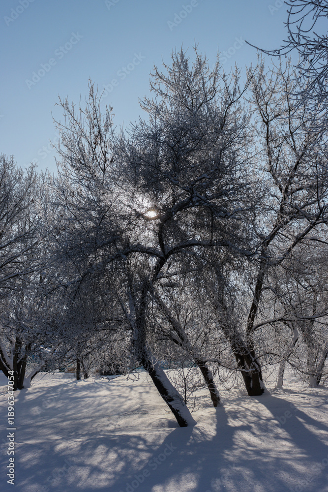 Fototapeta premium Daytime landscape in a sunny winter forest.