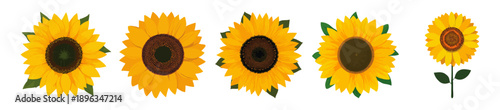 Sunflower Head – Bright and Cheerful Floral Flat Vector Illustration on Transparent Background