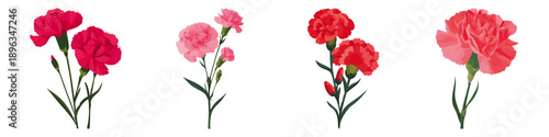 Carnation Bloom Classic and Graceful Floral   Flat Vector Illustration on Transparent Background