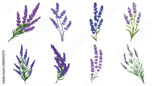 Lavender Sprig Fragrant and Delicate Botanical  Flat Vector Illustration on Transparent Background