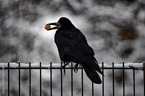Schwarze Saatkrähe sitzt im Winter mit Futter im Schnabel auf einem verschneiten Zaun