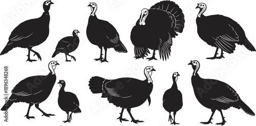 Silhouettes of turkeys and guinea fowls in two rows, wildlife bird collection illustration, poultry farming concept, ornithology education resource, animal diversity artwork