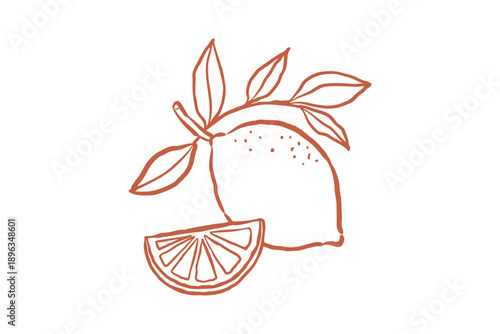 Spring hand drawn line art illustration of a lemon with leaves and a slice, simple sketch of citrus fruit