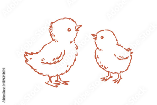 Spring cute handdrawn illustration of two small baby chicks in outline style, perfect for easter or spring themes
