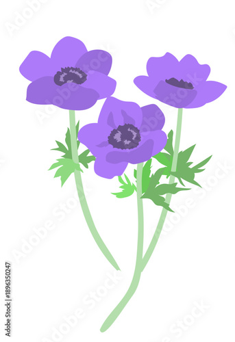 アネモネの花のイラスト/Illustration of anemone flowers
