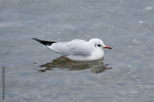 Tableau sur toile Black-headed gull (Chroicocephalus ridibundus) swimming in the lake in Zurich, S