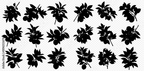 Set of black silhouettes of citrus branches with fruits and leaves, isolated on a white background. Vector illustration.