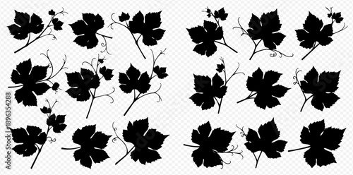 Collection of detailed black grape leaf and vine silhouettes on a transparent background, perfect for design elements and natural motifs.