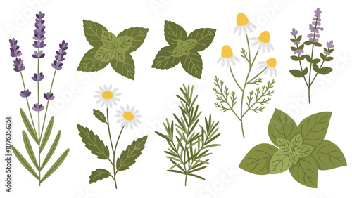 Illustration of various herbs and flowers on a white background