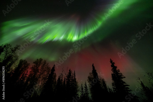 The aurora borealis dances over White Spruce trees north of Fairbanks, Alaska, USA. 